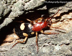 Bombardier Beetle