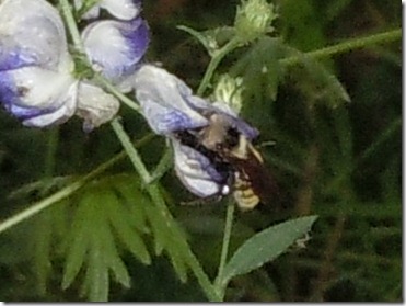 RSCN5173