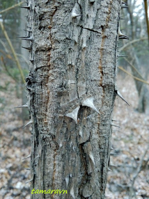 Аралия высокая / Аралия маньчжурская (Aralia elata, =Aralia mandshurica)