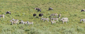 Etosha