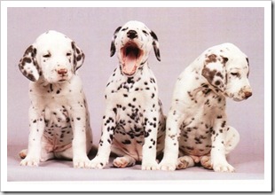 dalmata1