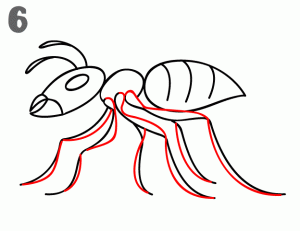 تعلم كيفية رسم النمله في 6 خطوات بسيطه