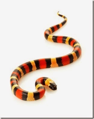 San Pueblan Milksnake 