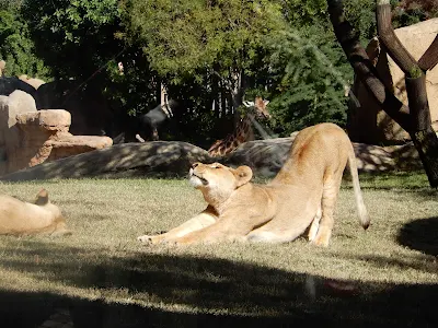 BIOPARC Valenciaのライオン