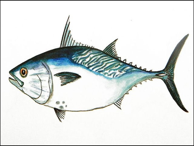 Gambar Ikan Tongkol