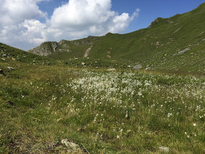High meadow view near Rauchkofel with the white of Eriophorum or cottongrass.