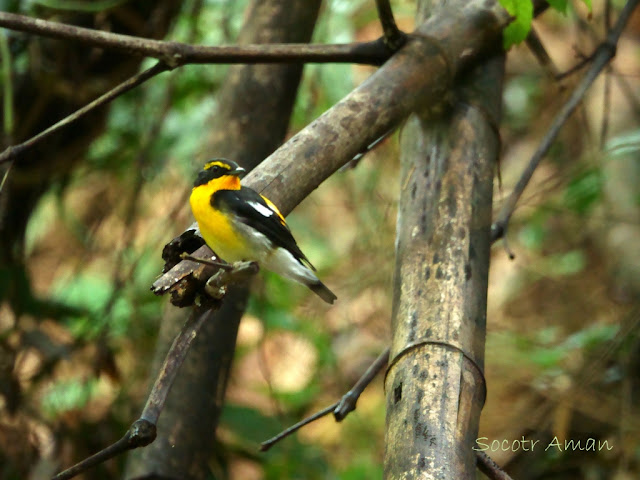 Ficedula narcissina