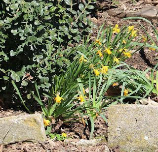 The Lidl Daffs are thriving