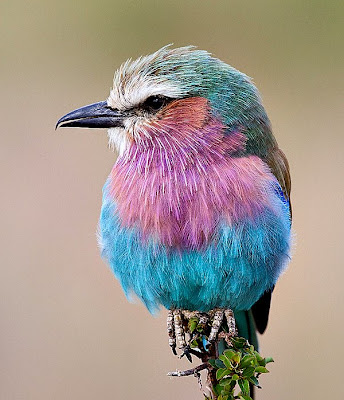 the Birds Splash of Colors