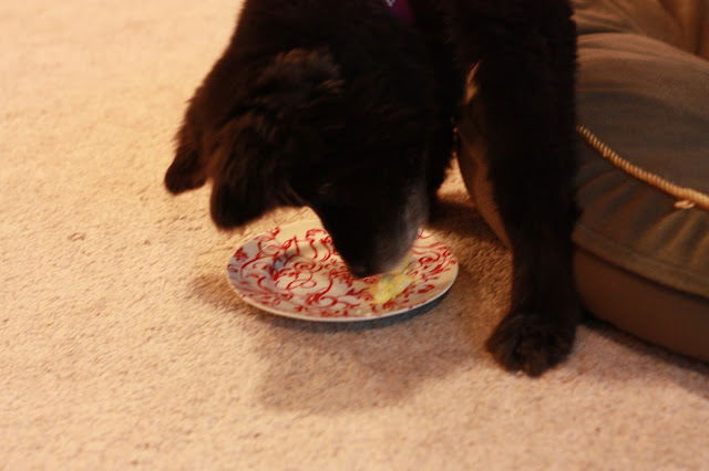 dog eating scrambled eggs