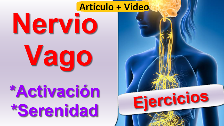 El equilibrio del nervio vago a través de Yoga | Artículo + Video teórico-práctico.