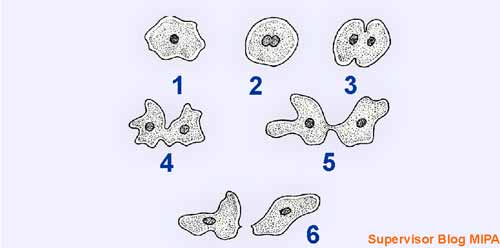 Hewan Amoeba Berkembang Biak Dengan Cara – Besar