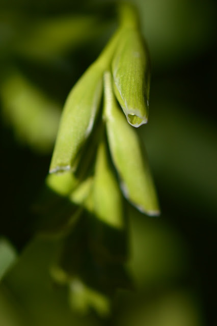 garden bloggers bloom day, gbbd, desert garden, february, small sunny garden, amy myers, freesia buds