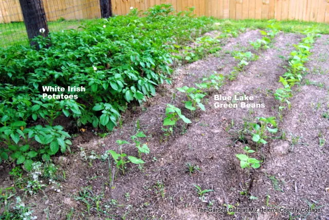 Garden To Table Green Beans & Potatoes at Miz Helen's Country Cottage