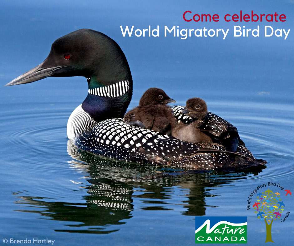 World Migratory Bird Day Wishes Photos