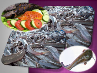 bahaya mengintai anda jika mengkonsumsi lele, satu suap ikan lele mengandung 3000 sel kanker