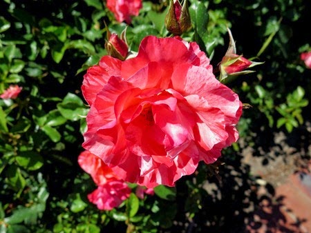 rose