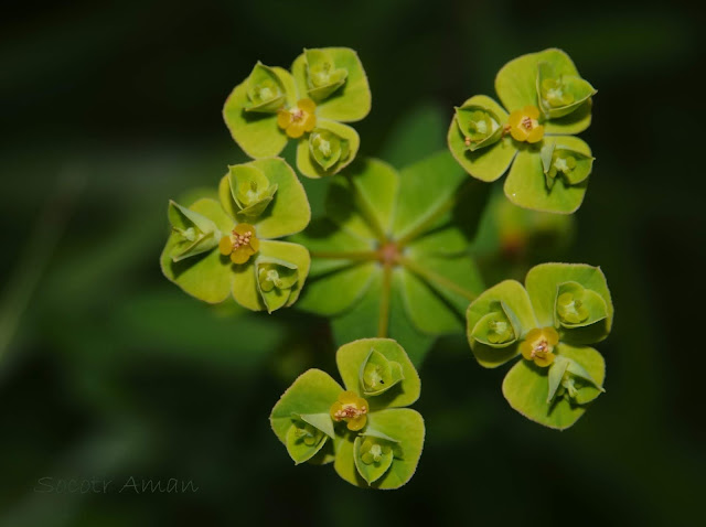 Euphorbia lasiocaula