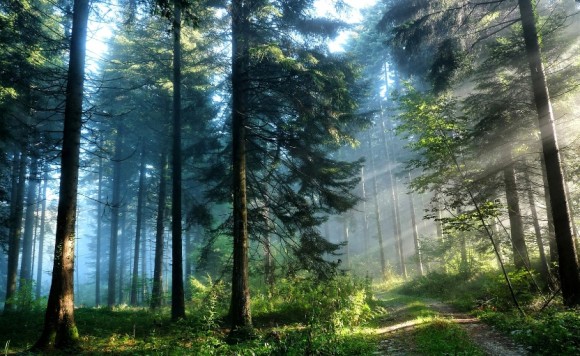 Gambar Pembakaran Hutan Keramik Terpopuler!