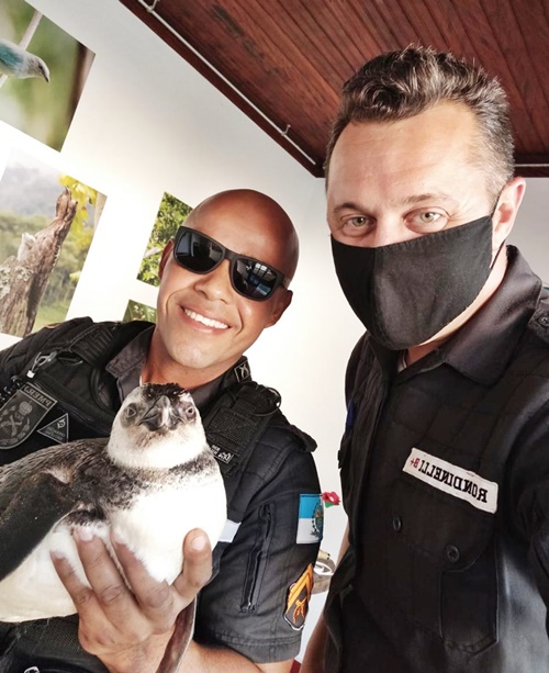 Filhote de pinguim é resgatado por policiais militares na praia do Farol