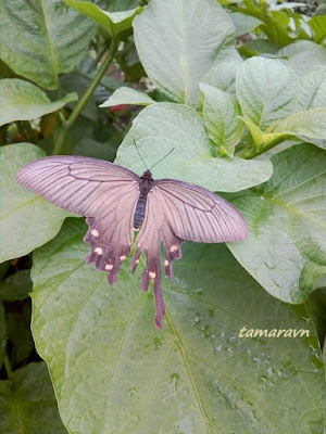 Бабочка алкиной (Atrophaneura alcinous, =Byasa alcinous)