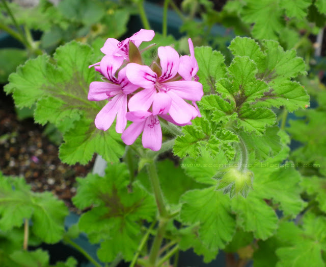 Chocolate-Mint Scented pelargonium