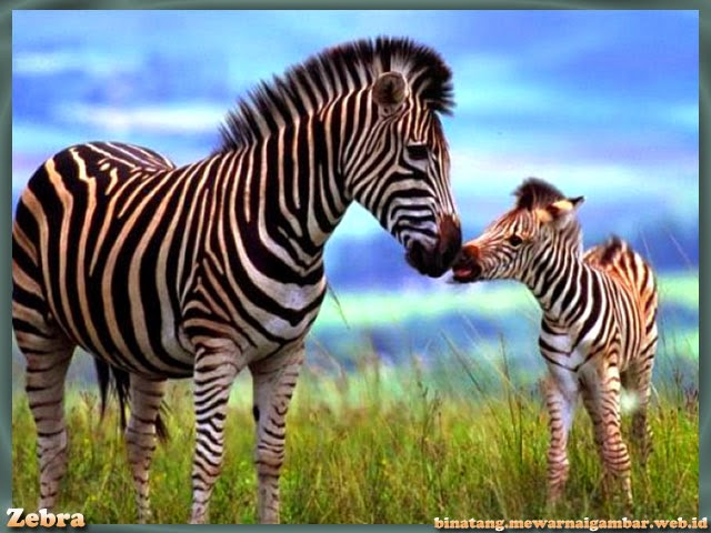 Fakta Fakta Unik Mengenai Zebra  Nama Gambar  Binatang  A Z