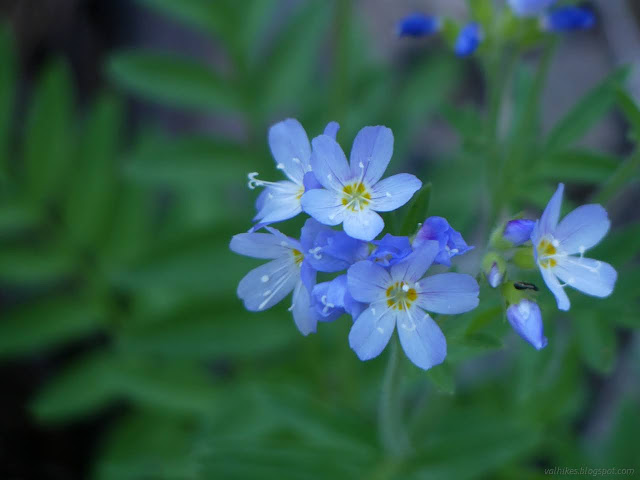 073: blue flowers