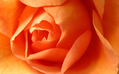 Rose HD Wallpaper 7