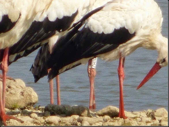 18. P1030177x
