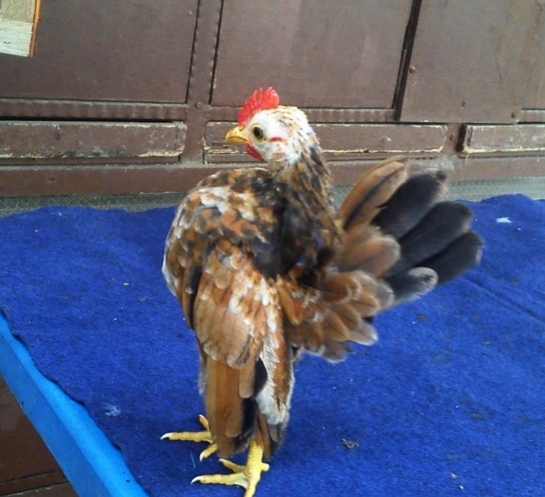 For Sale Anak Serama Show Quality Serama Negeri