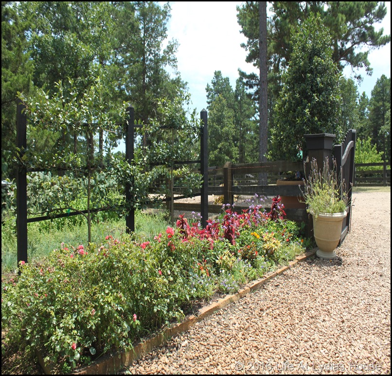 vegetable garden 6
