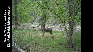 Deer in Zion Canyon - Zion National Park deer pictures