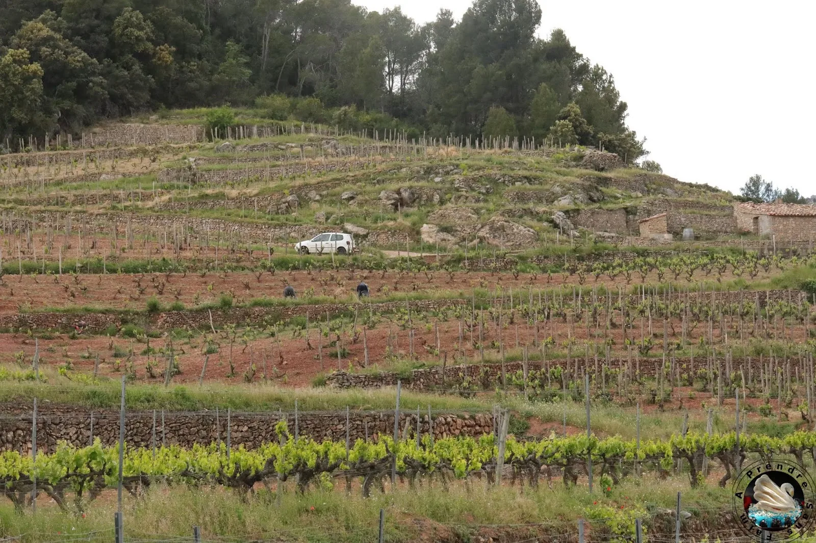 Visite et dégustation de vins à Vinyes Domènech - Capçanes