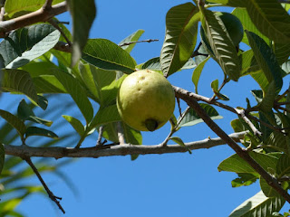 Psidium guajava - Goyave - Fruit du Goyavier