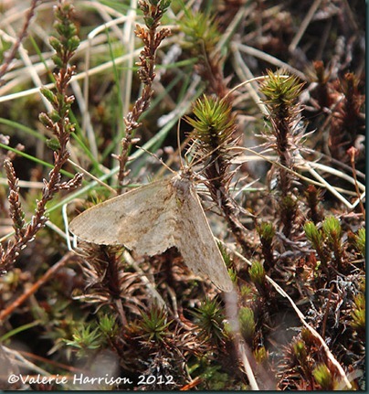 7-early tooth striped moth