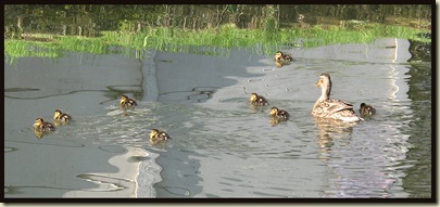1209duck3