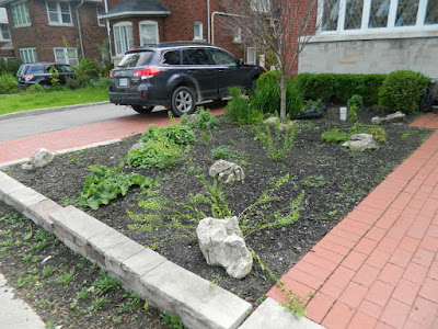 Midtown Toronto new low maintenance perennial garden before by Paul Jung Gardening Services