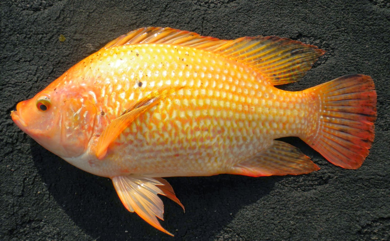 Klasifikasi dan Morfologi Ikan  Nila  Ikan  Nila 