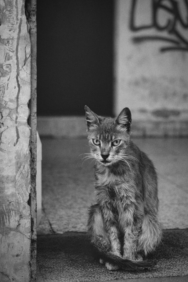 cats of Limassol