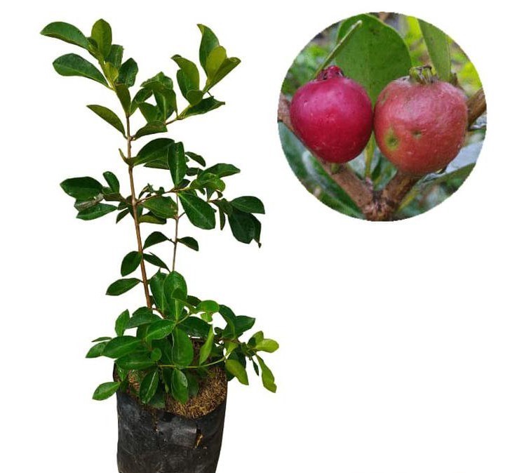 pohon jambu ceri guava harga Kupang