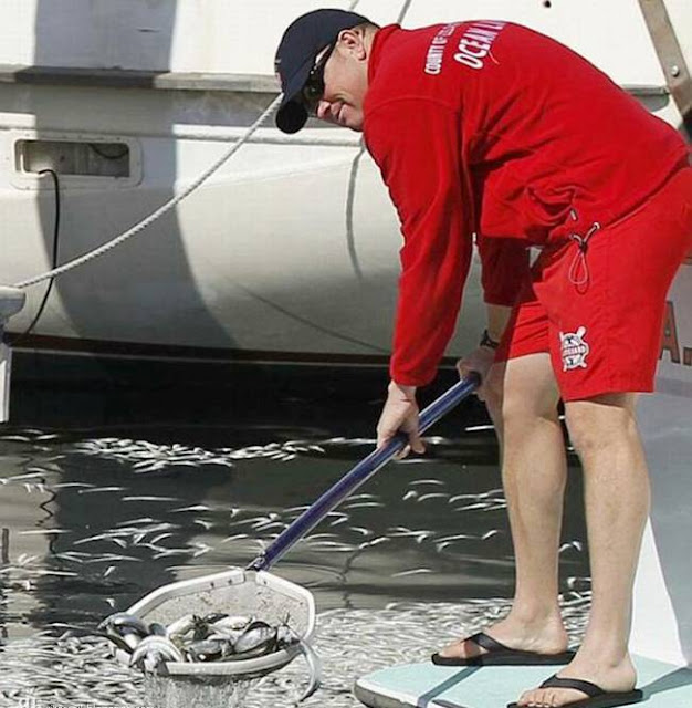 Mass fish death in California