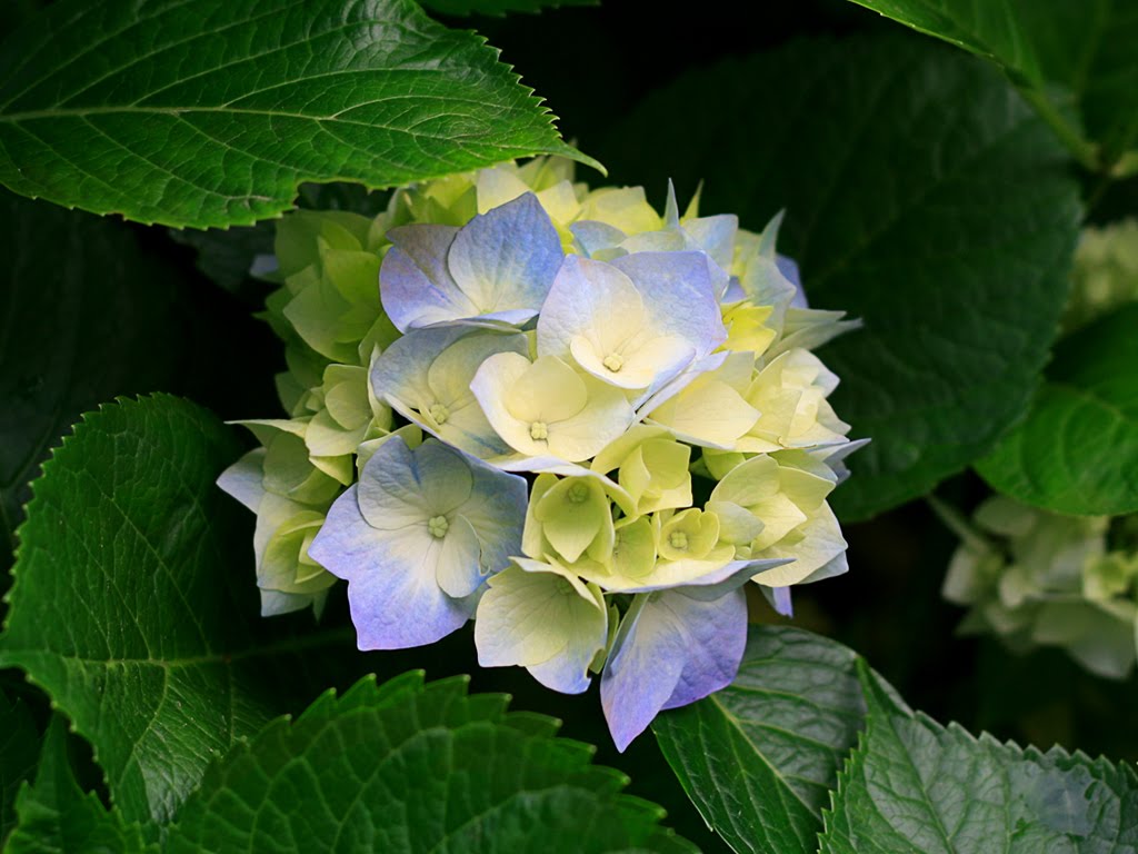 imagenes de flores hortensias - Podar las hortensias Bricomanía Hogarutil