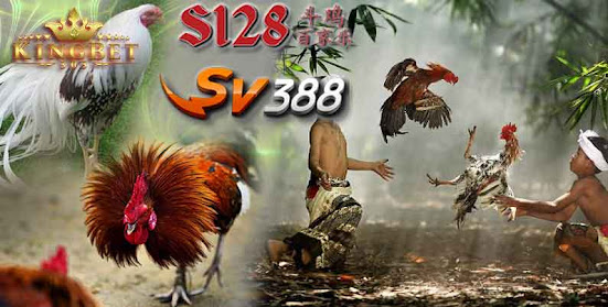 JUDI SABUNG AYAM ONLINE 24 JAM BANDAR SV388 SITUS DAFTAR TERPERCAYA DI INDONESIA 