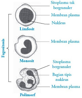  sel darah putih mempunyai jumlah lebih sedikit Pintar Pelajaran Fungsi Sel Darah Putih Eritrosit Manusia