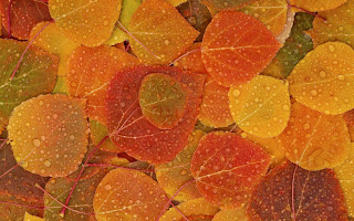 Wallpaper  Autumn