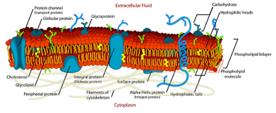 Class 9 - Biology - Cell: Fundamental Unit Of Life - Cell Membrane - Structure and Functions (#cbsenotes)(#eduvictors)