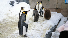 北海道 旭川 旭山動物園 デカすぎるペンギンのヒナ