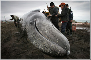 Butchering whale