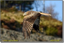 Nant yr Arian - Early spring